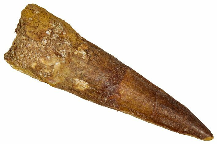 Bargain, Fossil Spinosaurus Tooth - Real Dinosaur Tooth #350099